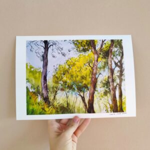 Croatia Dalmatia Pine Trees 2